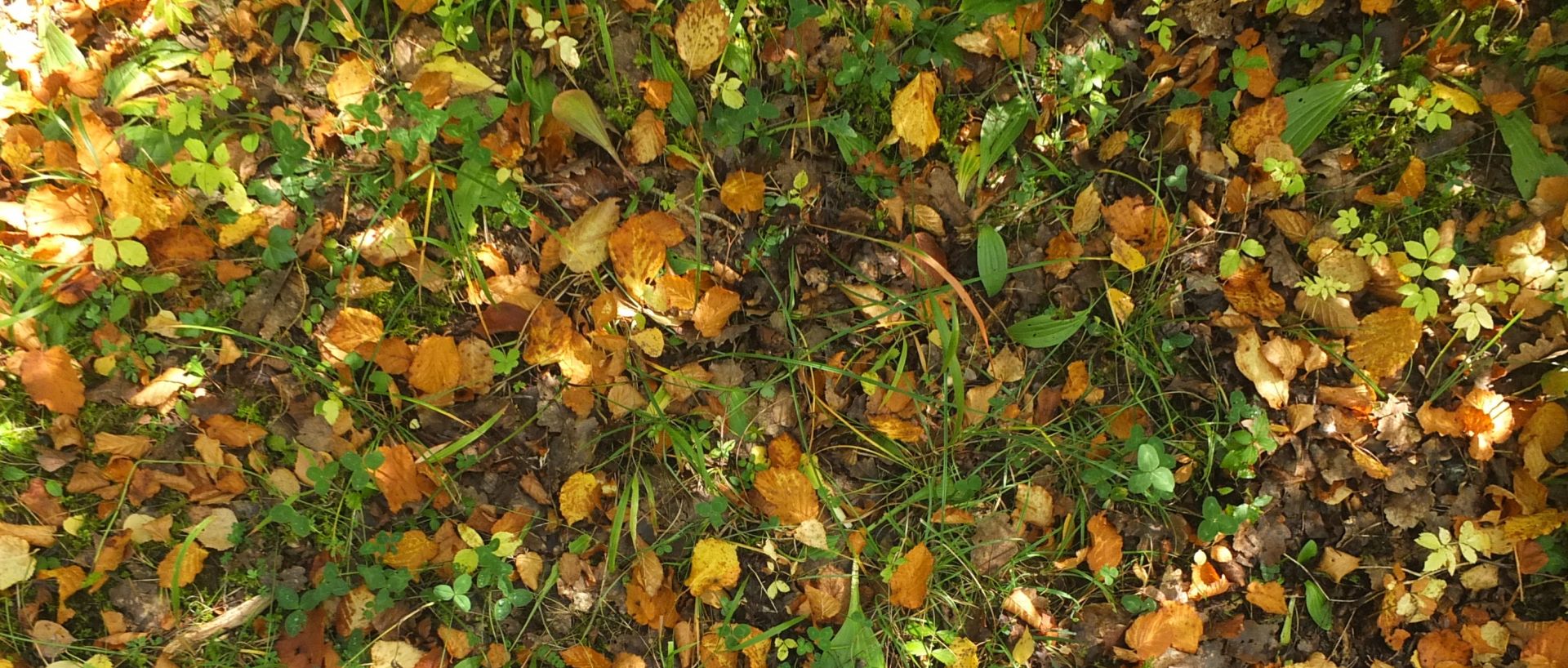 Bosques de la Sierra de Chía - Senderismo